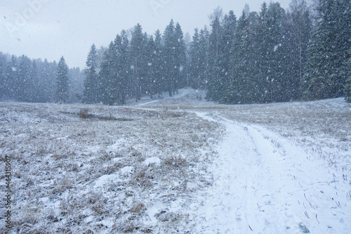 Winter season in the forest.