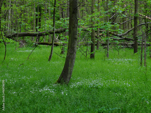 Freshly green forest with trees of various age with lot of grass covering the ground