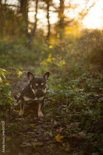 französische Bulldogge Hund im Sonnenuntergang 