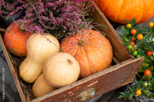 Pumpkins in a box. A composition of bright ripe pumpkins.