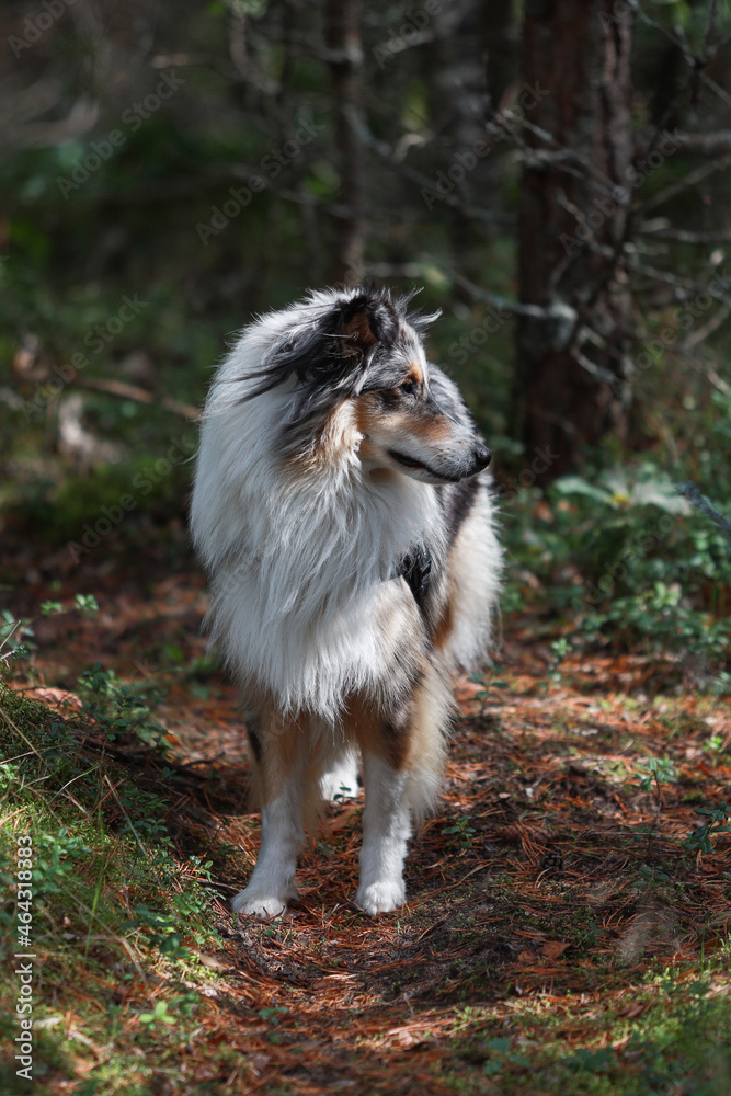 Blue merle shetland sheepdog standing on a small forest path.