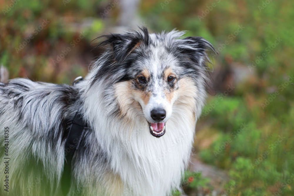Happy expression shetland sheepdog standing and looking in camera.