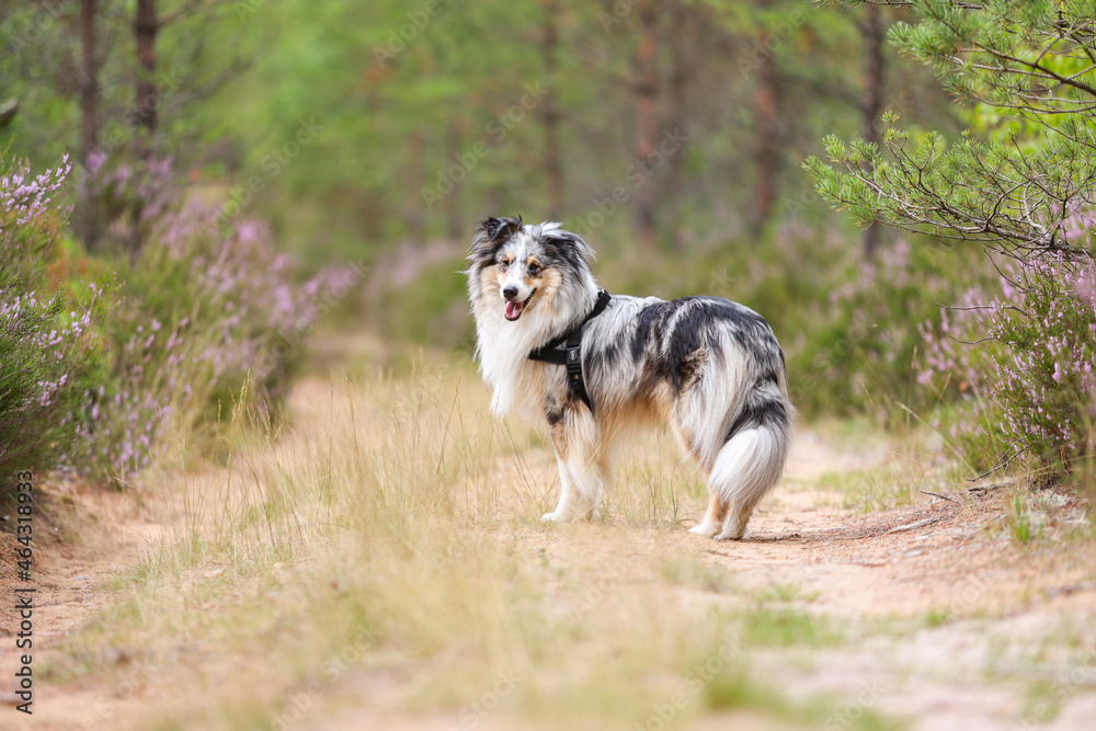 Blue merle shetland sheepdog standing on forest road near blooming heathers. Blue merle shetland sheepdog standing on forest road near blooming heathers.