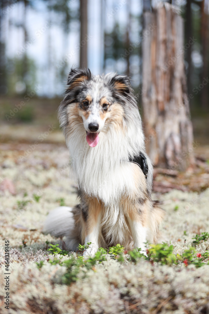 Beautiful blue merle shetland sheepdog sheltie sitting in a lovely moss with red berries.