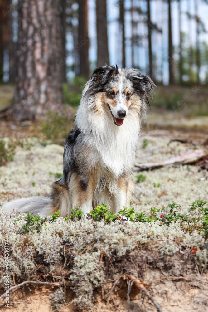 Fototapeta premium Beautiful Blue merle shetland sheepdog fluffy sheltie sitting on forest moss.