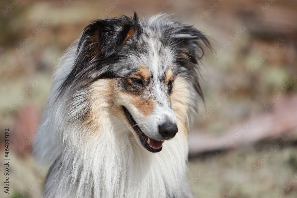 Blue merle shetland sheepdog sheltie having a smile face and watching somewhere behind camera.