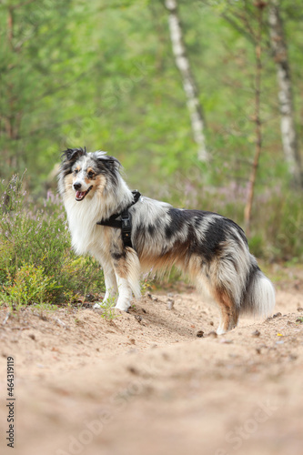 Adorable blue merle shetland sheepdog sheltie standing on a old countryside path.