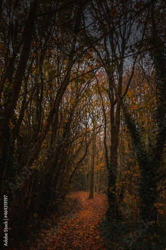 Walking path through the autumn
