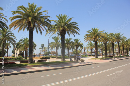 Palm trees on the street © Roman