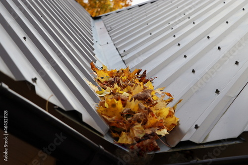 Fallen autumn leaves of maple poured over the roof of the house and rain gutters preventing rainwater from moving along the gutters , the problem of the presence of tall trees in residential area photo