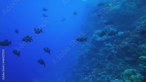 Monotaxis grandoculis. Karl's large fish in the red sea egypt photo