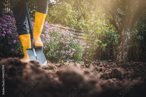 Worker digs soil with shovel in colorful garden, agriculture concept autumn detail. Mans yellow boot or shoe on spade prepare for digging. photo