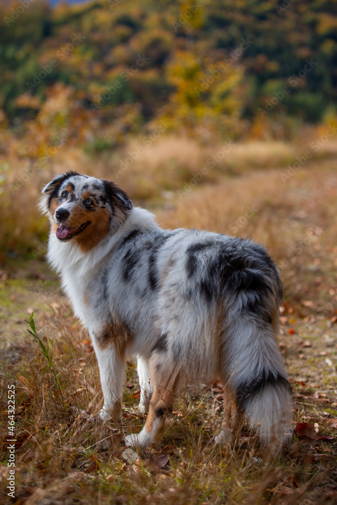 Portrait of a beautiful Australian Shepherd on an autumn walk.