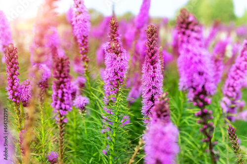 Beautiful abstract scenic landscape view of blooming purple liatris spicata or gayfeather flower meadow in rays of sunset warm sun light. Wildflower field blossoming background photo