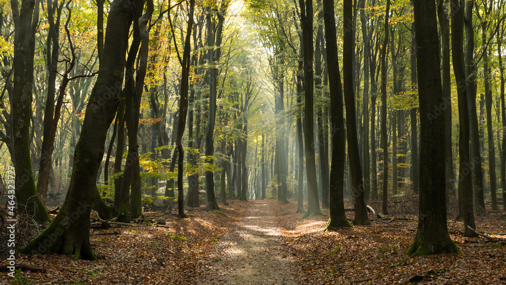 Fototapeta premium Forrest