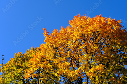 Autumn mood. Yellow - orange maple tree top on blue sky background in sunny day. Vivid Latvia nature landscape.