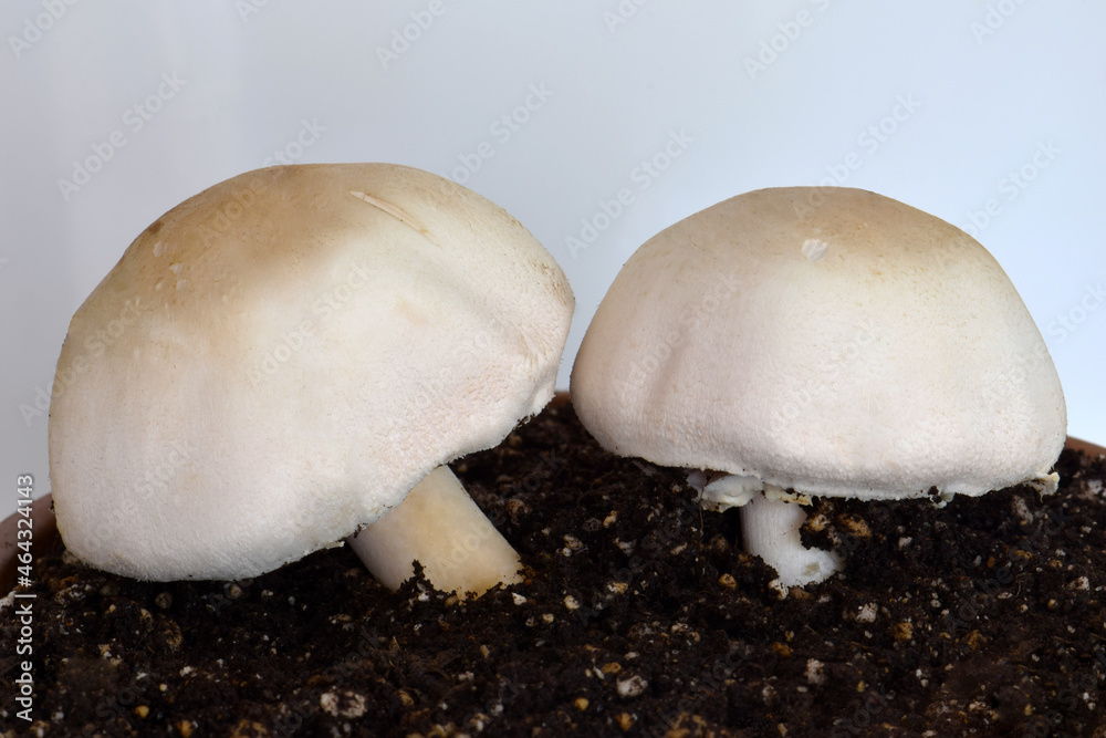Button Mushroom Duo 03 Button Mushroom Duo 03
