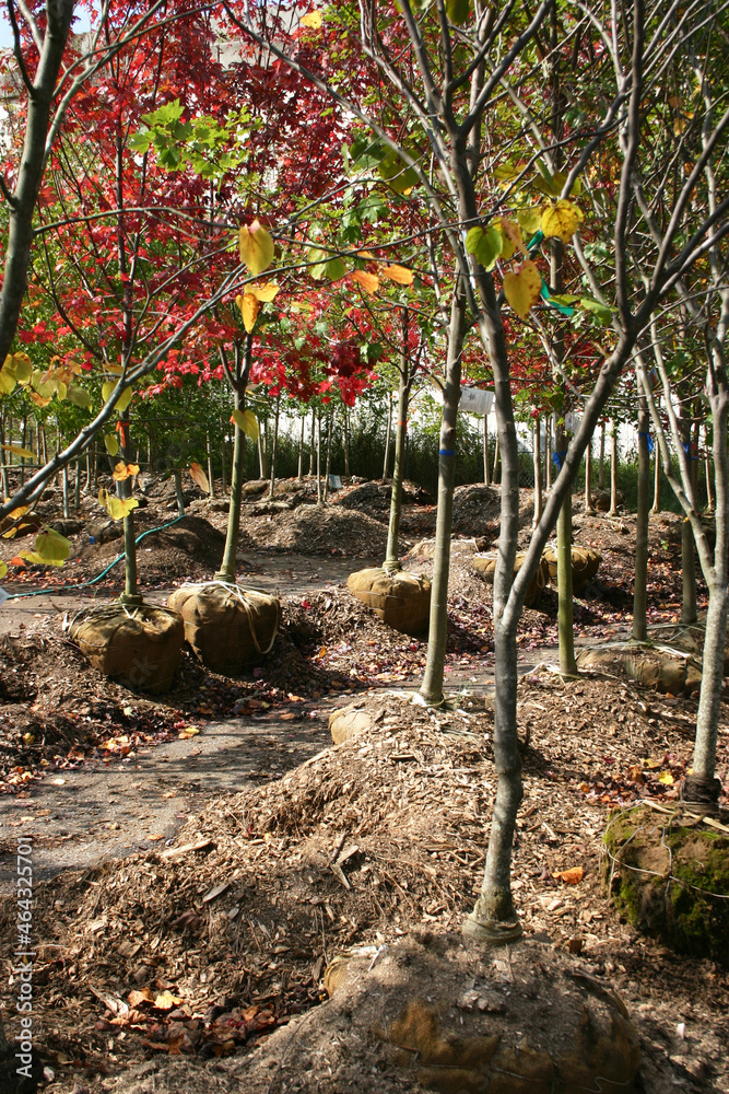 Deciduous Trees with Root Balls Ready For Transplanting in Autumn Deciduous Trees with Root Balls Ready For Transplanting in Autumn