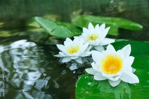 Beautiful blooming lotus flowers in river