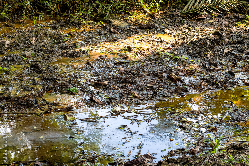 Rotten leaves and dump water stuck on an unplanned drain Rotten leaves and dump water stuck on an unplanned drain