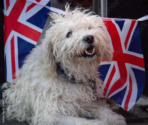 Cute white pet dog with Union Jack flags.