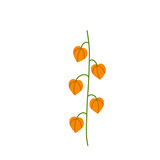 Physalis branch. Orange flower. Ornamental plant. Flat cartoon illustration