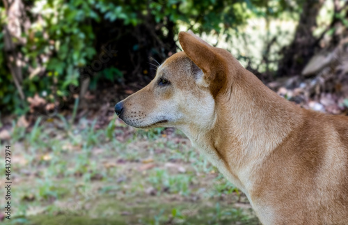 A street dog standing alone near the jungle close up