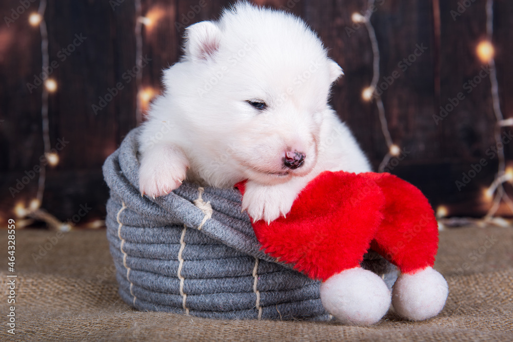 White fluffy small Samoyed puppy dog in a Christmas gift box