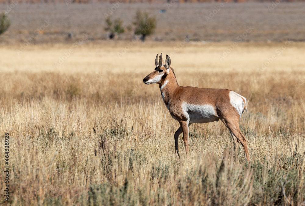 Pronghorn Antelope Buck in Wyoming in Autumn Pronghorn Antelope Buck in Wyoming in Autumn