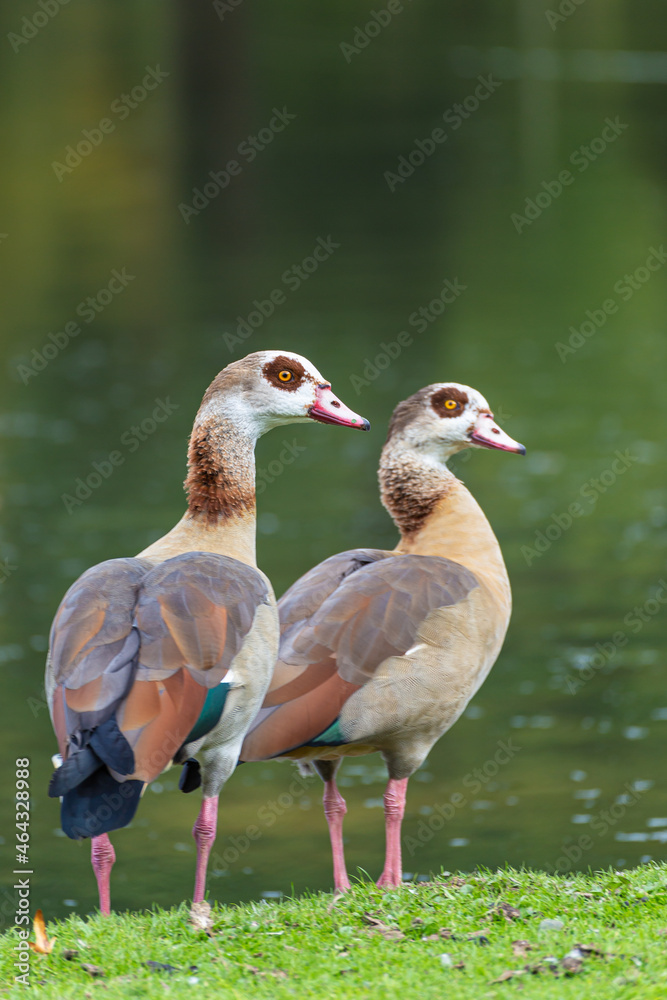 Fototapeta premium Closeup shot of Egyptian geese