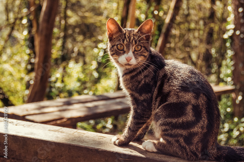 Little cat sits on a bench. Portrait of a beautiful cat in the garden © alatielin