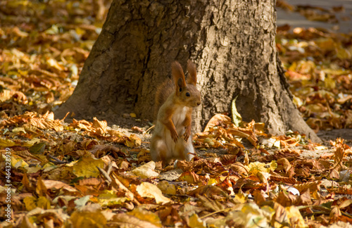 Funny squirrel in the autumn forest. © alatielin