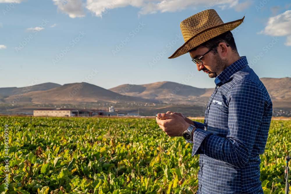 Smart farming, using modern technologies in agriculture. young man agronomist farmer with smart phone in sugar beet farm using apps and internet of things(IOT) in production and agricultural research