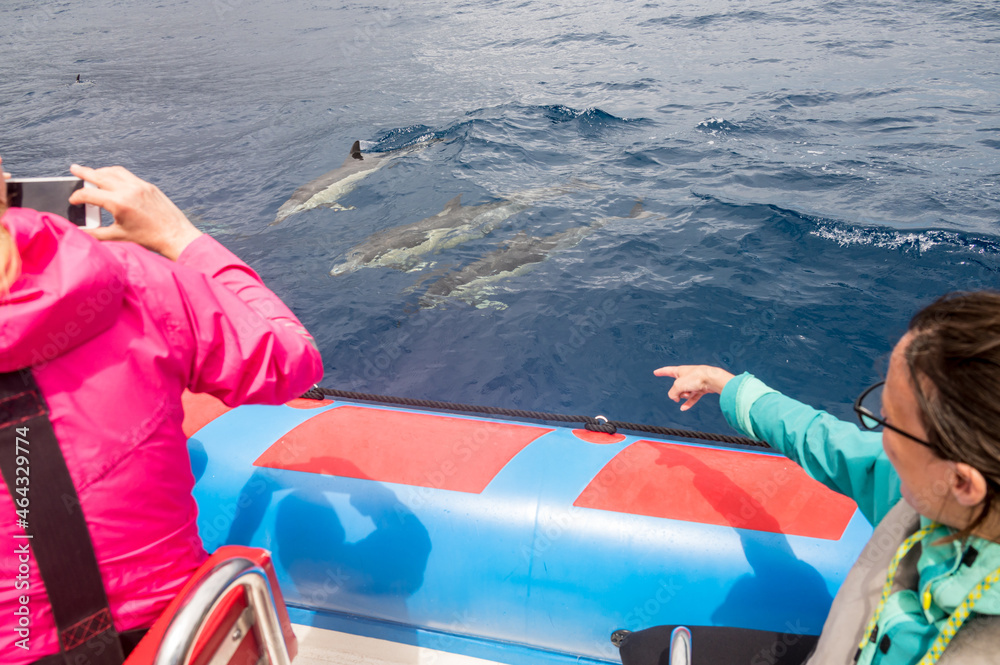 Dolphin watching from a speed boat on cloudy day.
