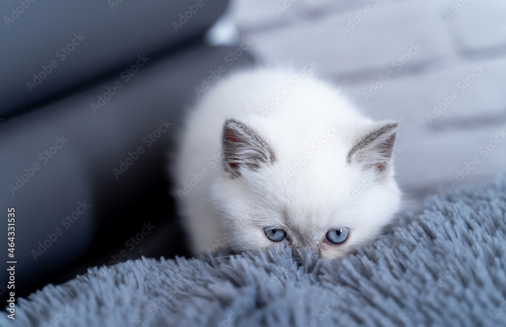 Face of a pretty white cat at home. Lovely domestic pet sitting on sofa and looking on camera. Portrait of adorable kitten with blue eyes