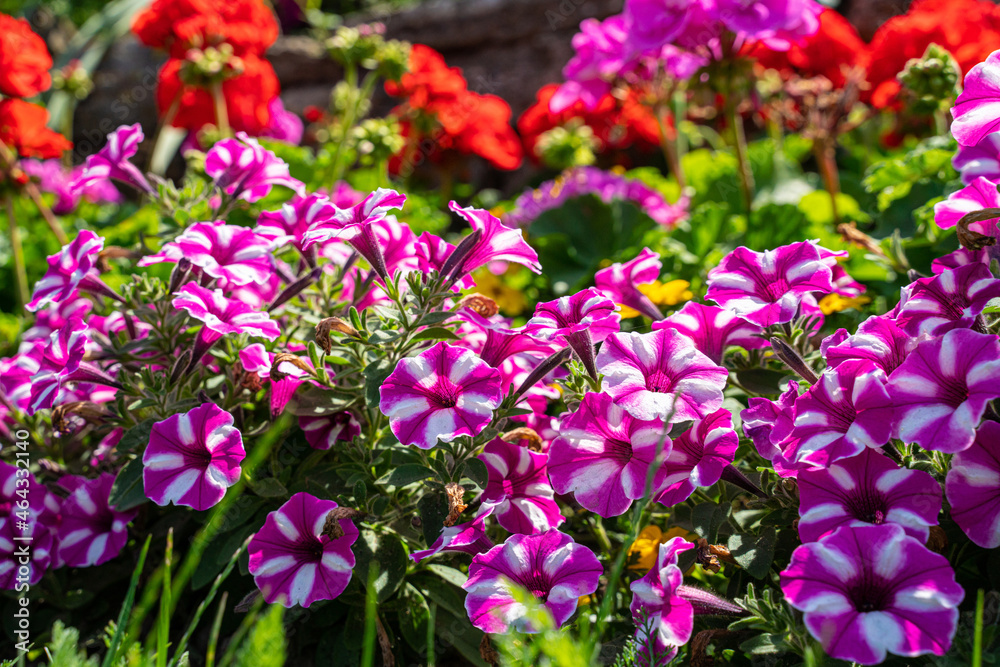 Leuchtend rot gestreift blühende Petunien im Blumenbeet vor einer Bruchsteinmauer. Leuchtend rot gestreift blühende Petunien im Blumenbeet vor einer Bruchsteinmauer.