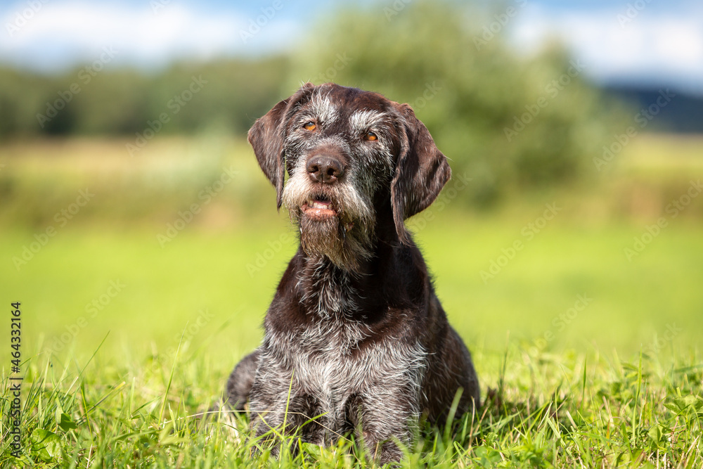 Summer portrait of a cute German wire-haired pointer. High quality photo Summer portrait of a cute German wire-haired pointer. High quality photo