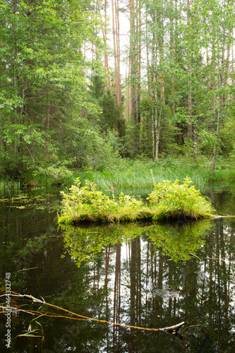 A landscape with green trees and brightness in the river in forest