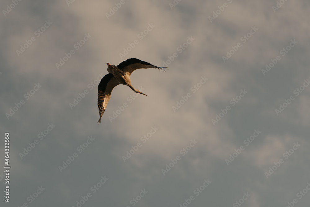 A flight of a huge stork in the sunset sky background in the evening. A flight of a huge stork in the sunset sky background in the evening.
