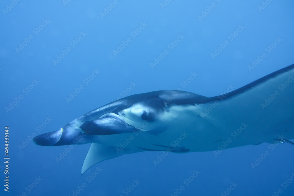 Naklejka premium Raie manta