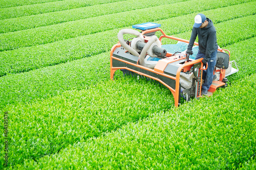 茶葉の収穫 ,日本,埼玉県,狭山 photo