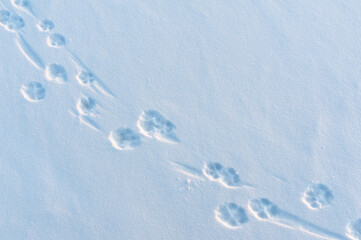 Dog paw prints in fresh newly fallen snow
