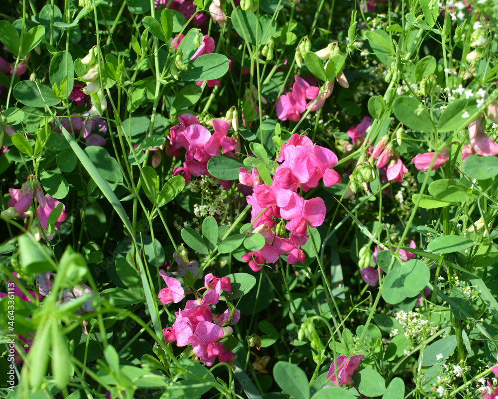 Lathyrus tuberosus grows in the field among the grasses in summer Lathyrus tuberosus grows in the field among the grasses in summer