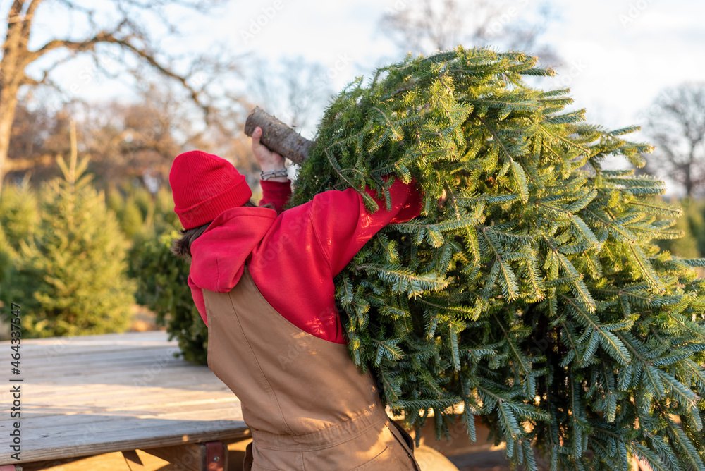 Fototapeta premium Man in coveralls loading a fresh cut Christmas tree onto a wagon