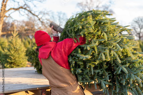 Man in coveralls loading a fresh cut Christmas tree onto a wagon photo