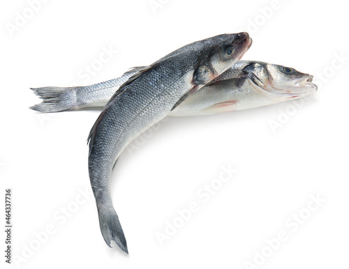 Fresh uncooked sea bass fish on white background