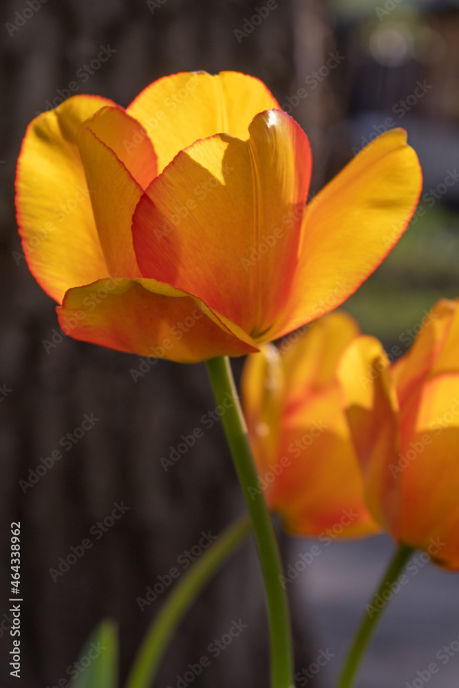 A flower bed with varietal tulips in the park A flower bed with varietal tulips in the park