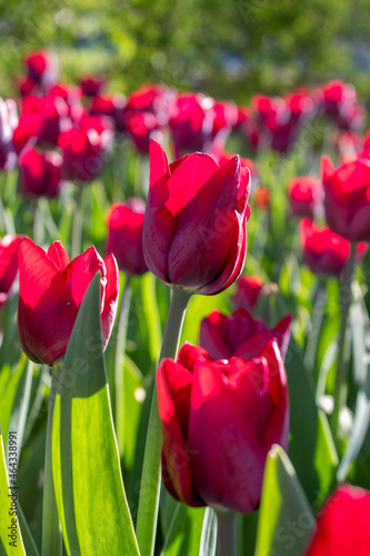 A flower bed with varietal tulips in the park