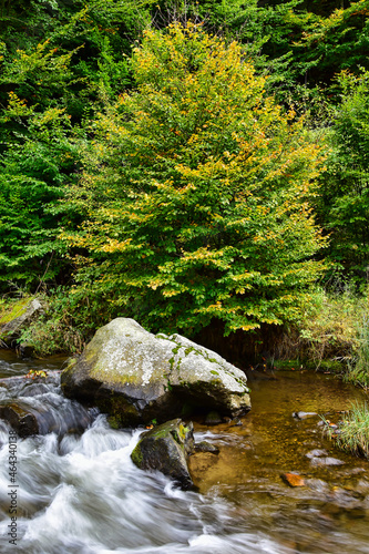 mountain river in the forest