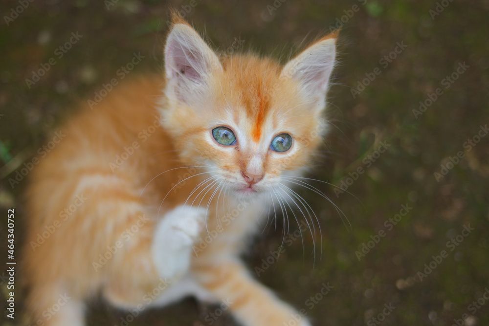 Close-up view of a cute yellow kitten is looking up to the camera in the backyard